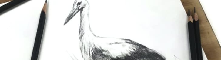 image-stork