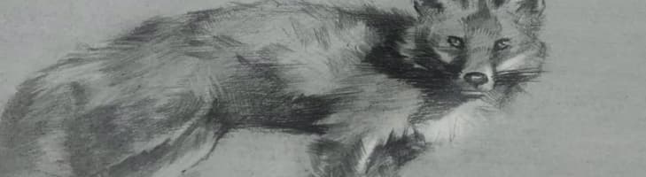 image-fox