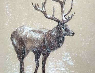 deer